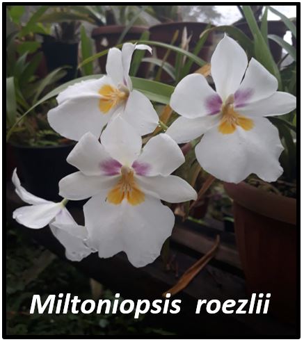 Miltonia clowesii - Miltoniopsis roezlii JPG