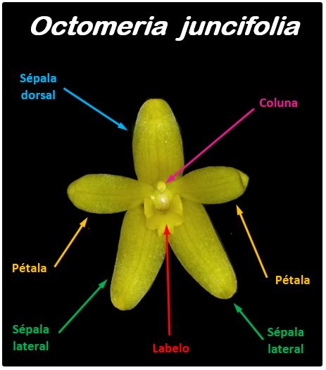 Octomeria juncifolia - flor JPG