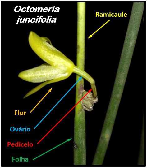 Octomeria juncifolia - flor vista lateral JPG