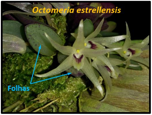 Octomeria juncifolia - folha Octomeria estrellensis JPG
