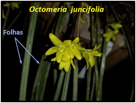 Octomeria juncifolia - folha Octomeria juncifolia JPG