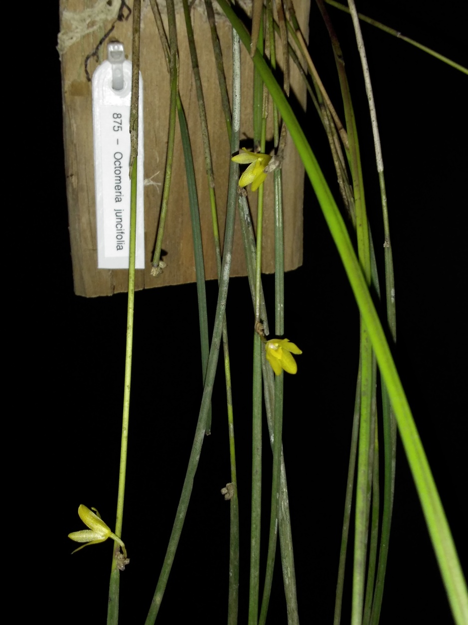 Octomeria juncifolia - mar2020 (10)