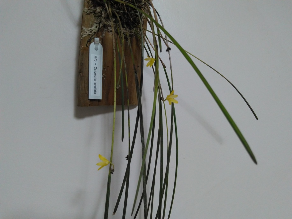 Octomeria juncifolia - mar2020 (12)