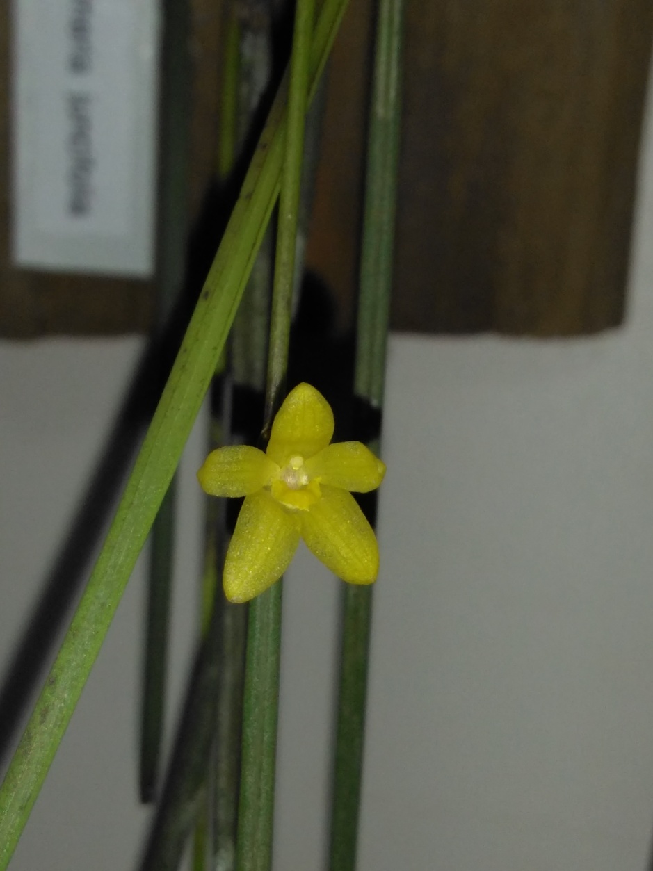 Octomeria juncifolia - mar2020 (13)