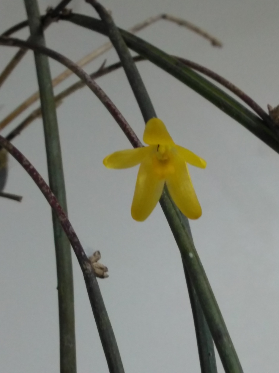 Octomeria juncifolia - mar2020 (17)