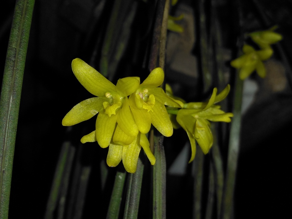 Octomeria juncifolia - mar2020 (2)