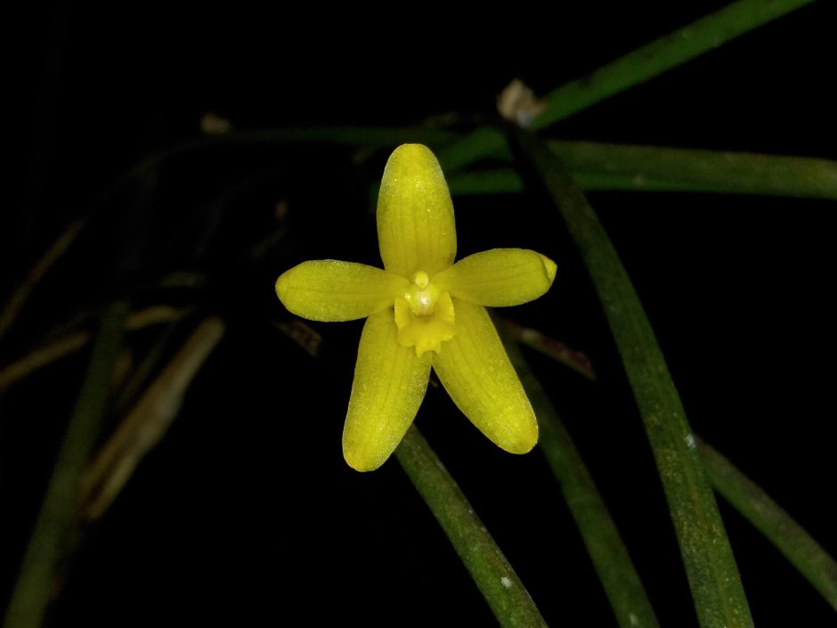Octomeria juncifolia - mar2020 (3)