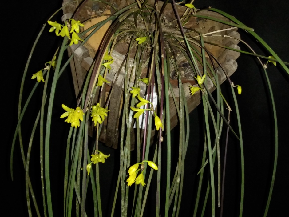 Octomeria juncifolia - mar2020 (4)