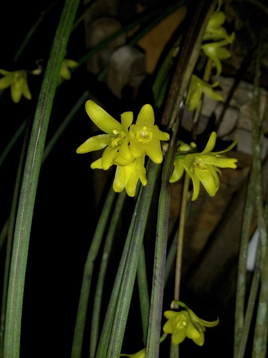 Octomeria juncifolia - mar2020 (5)