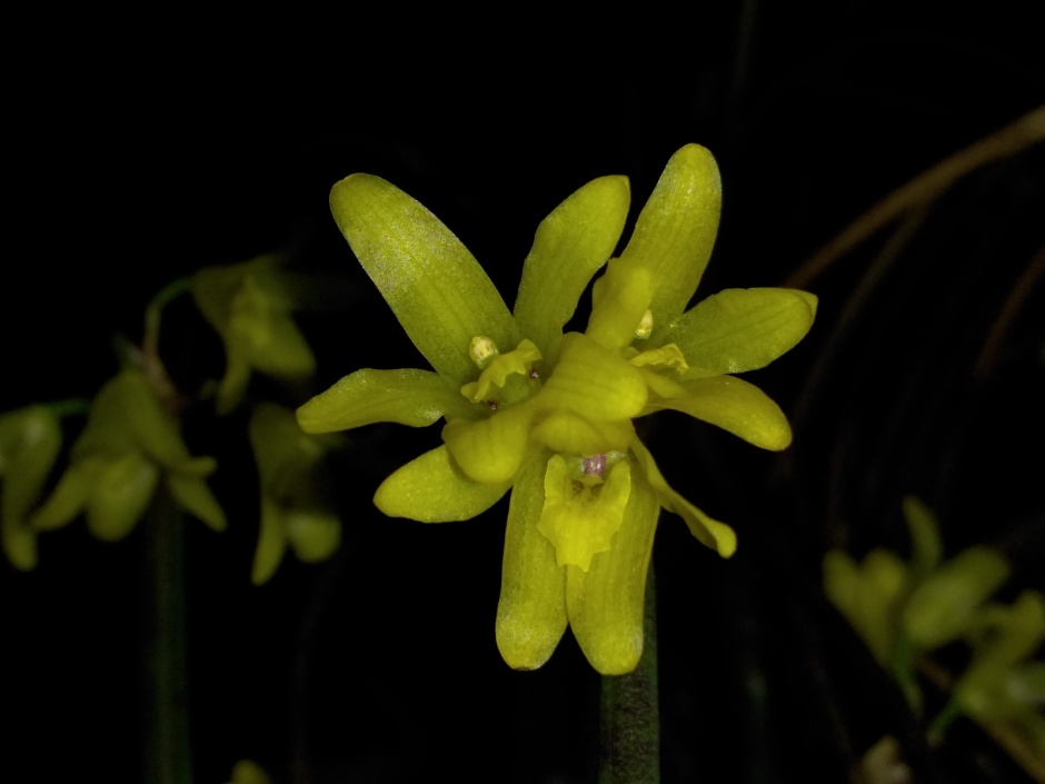 Octomeria juncifolia - mar2020 (6)
