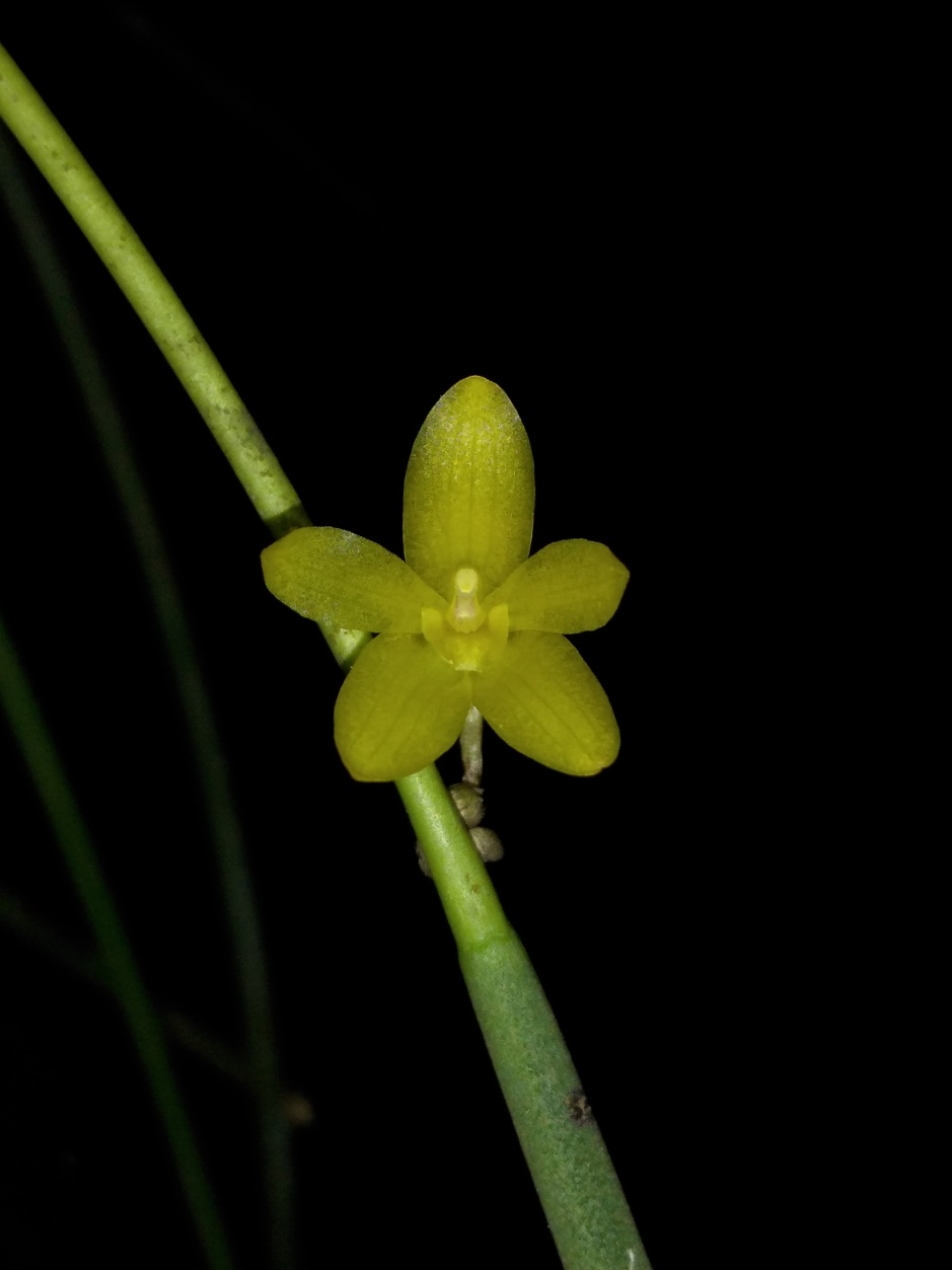 Octomeria juncifolia - mar2020 (8)