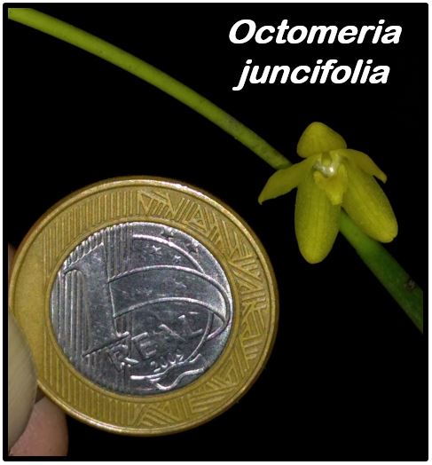 Octomeria juncifolia - moeda JPG