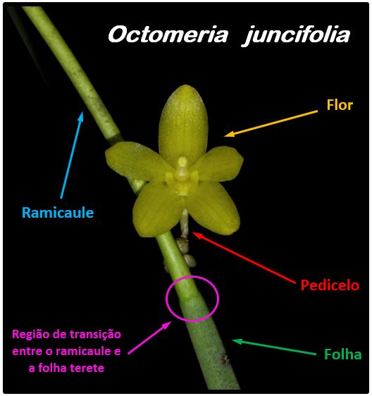 Octomeria juncifolia - planta JPG