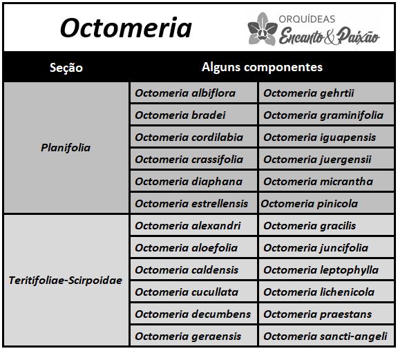 Octomeria juncifolia - seções JPG