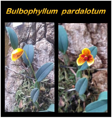 Bulbophyllum pardalotum - abre e fecha JPG