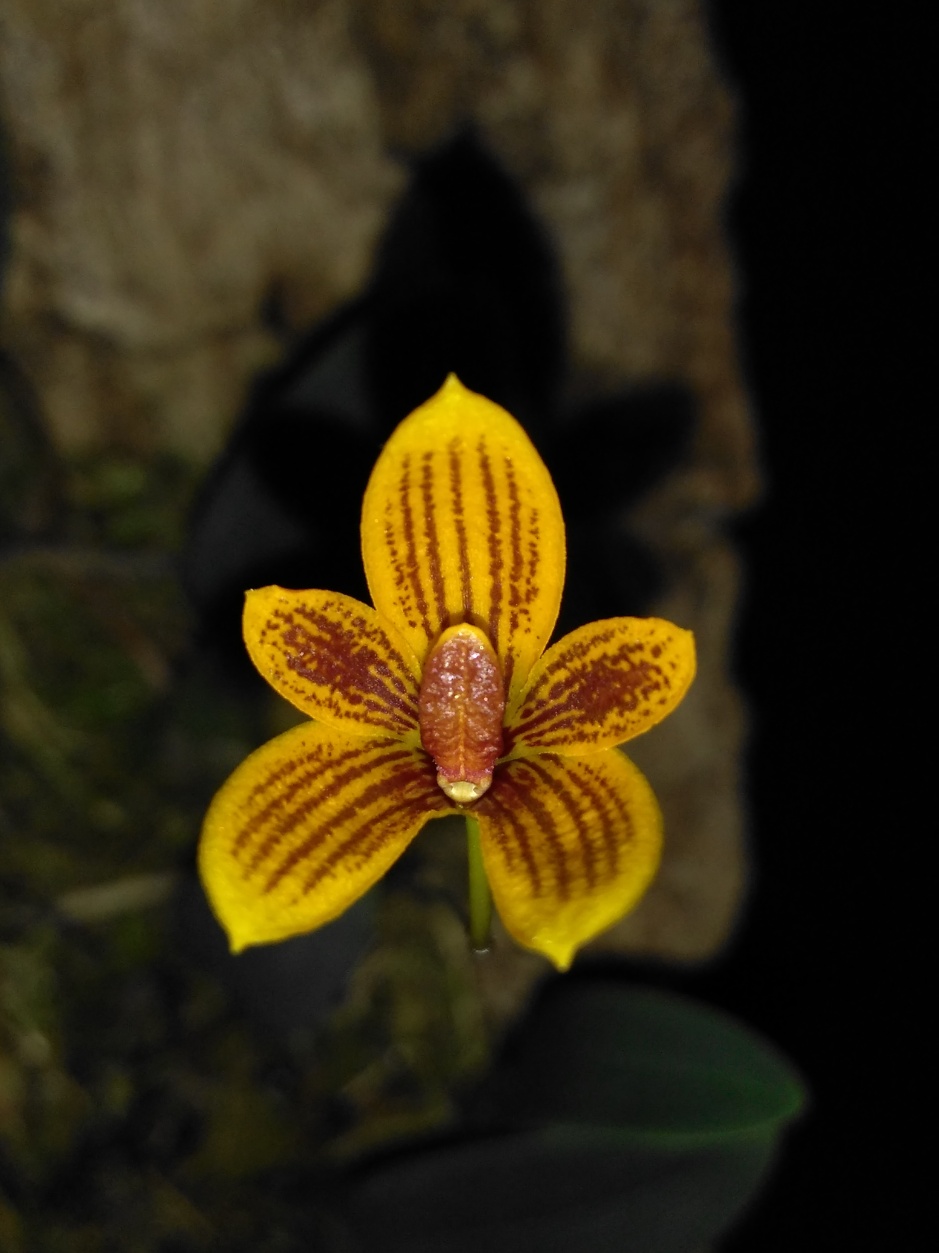 Bulbophyllum pardalotum - abril2020 (1)