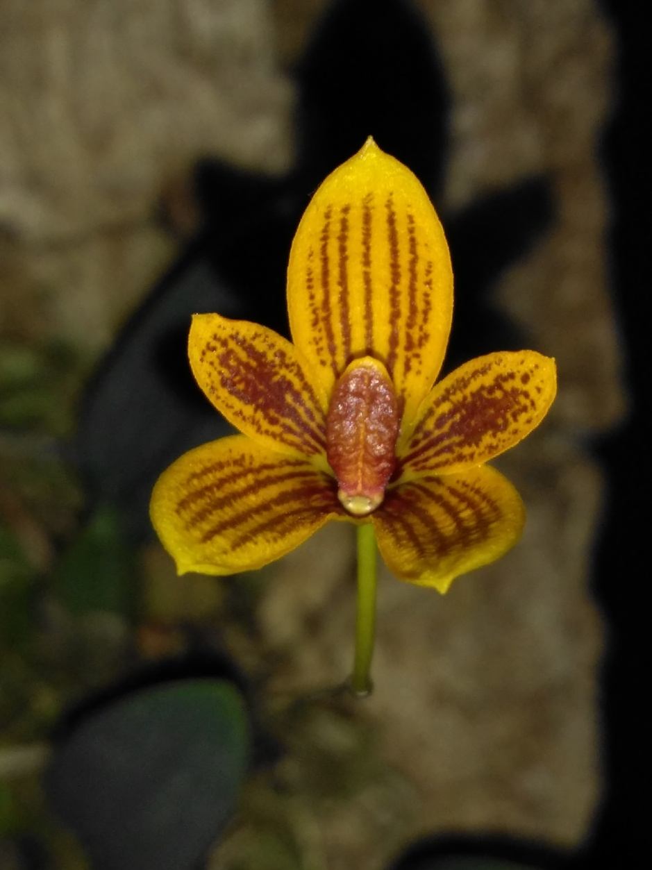 Bulbophyllum pardalotum - abril2020 (10)