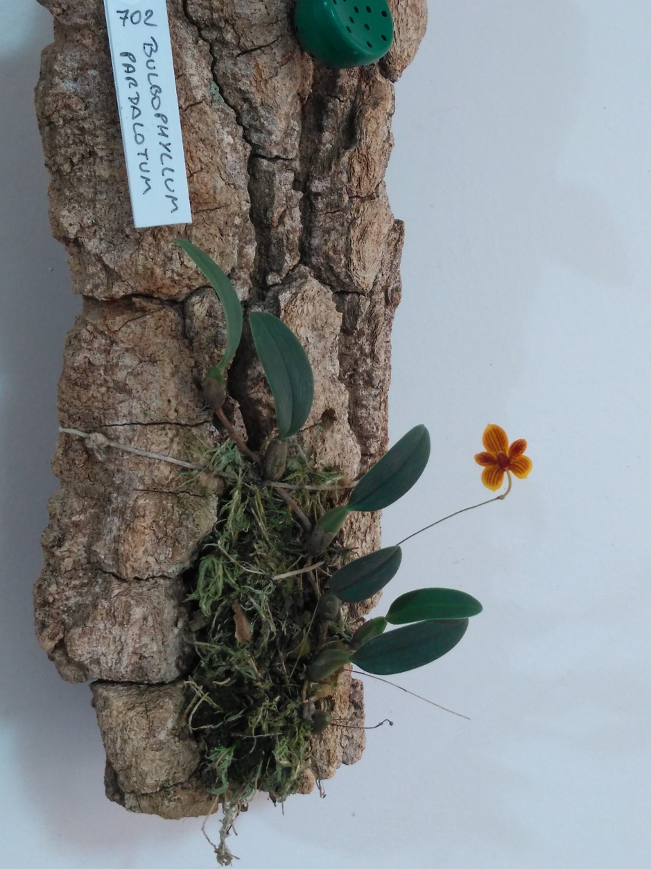 Bulbophyllum pardalotum - abril2020 (11)