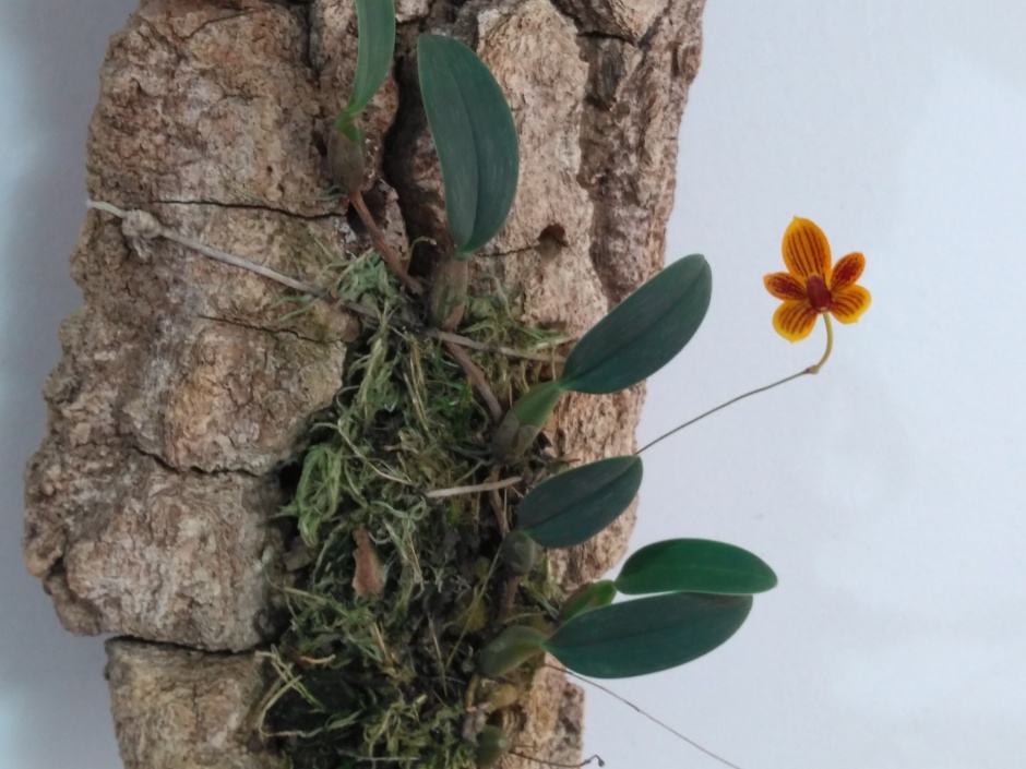 Bulbophyllum pardalotum - abril2020 (12)