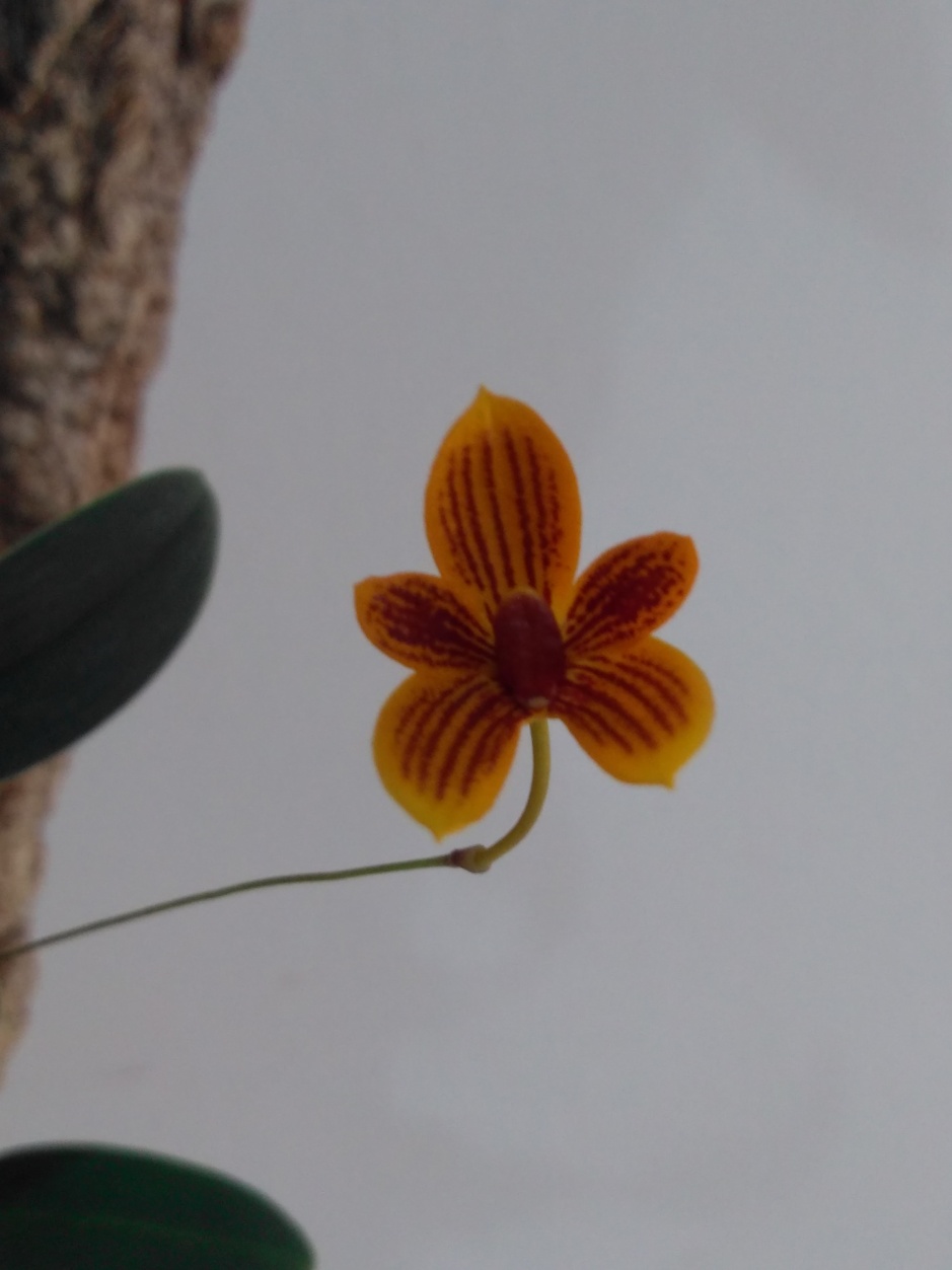 Bulbophyllum pardalotum - abril2020 (13)