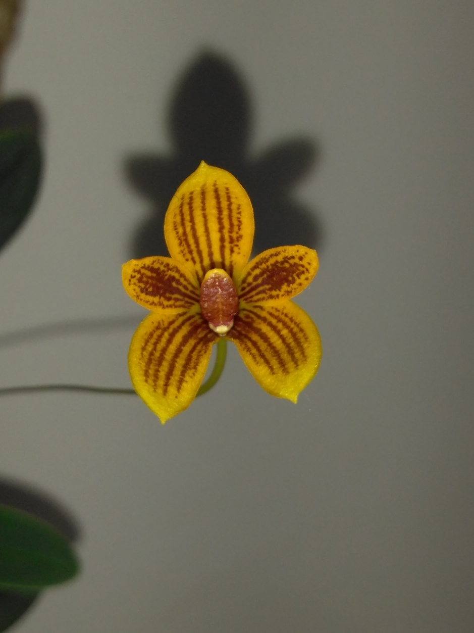 Bulbophyllum pardalotum - abril2020 (14)