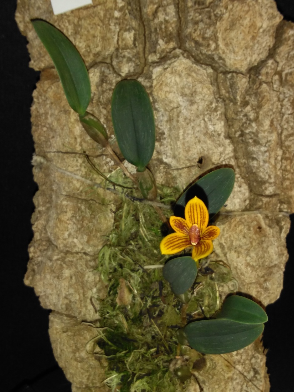 Bulbophyllum pardalotum - abril2020 (15)