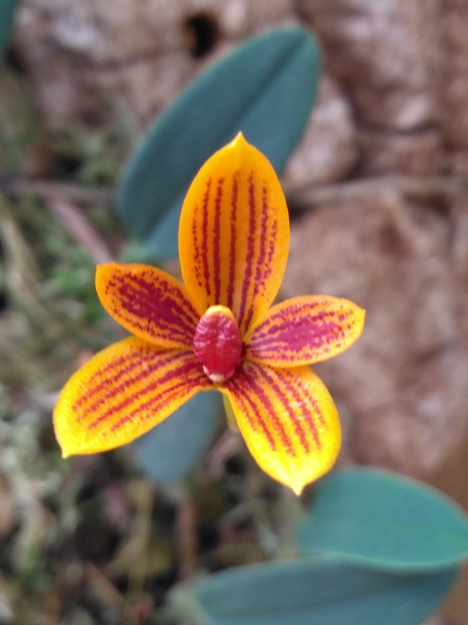 Bulbophyllum pardalotum - abril2020 (17)