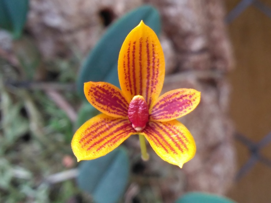 Bulbophyllum pardalotum - abril2020 (2)