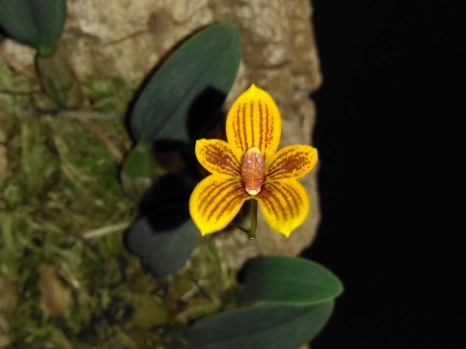 Bulbophyllum pardalotum - abril2020 (3)