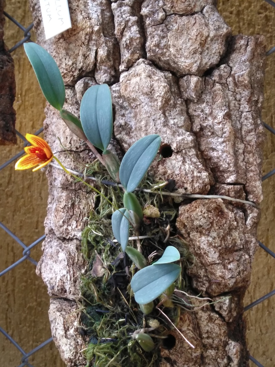 Bulbophyllum pardalotum - abril2020 (5)