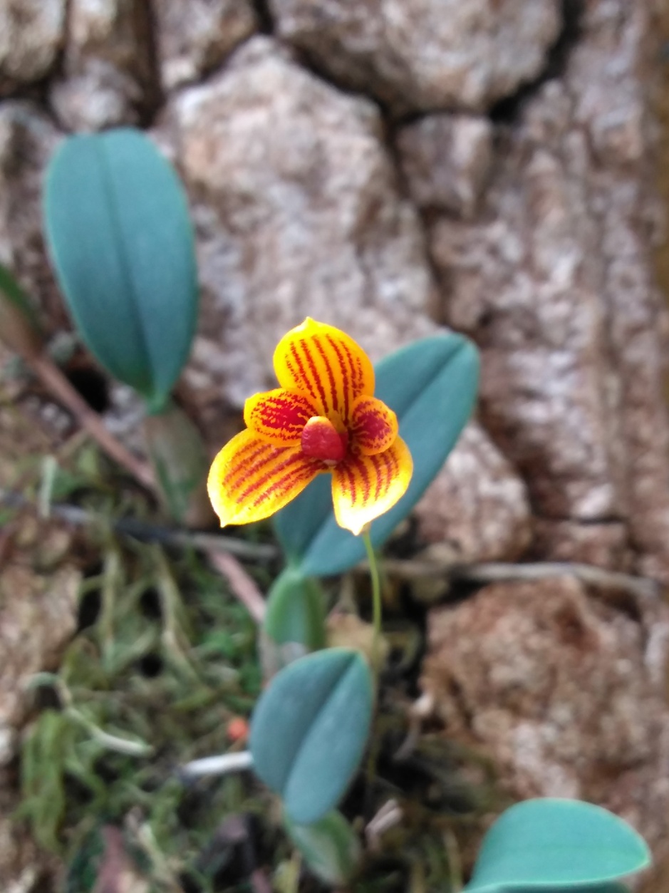 Bulbophyllum pardalotum - abril2020 (6)