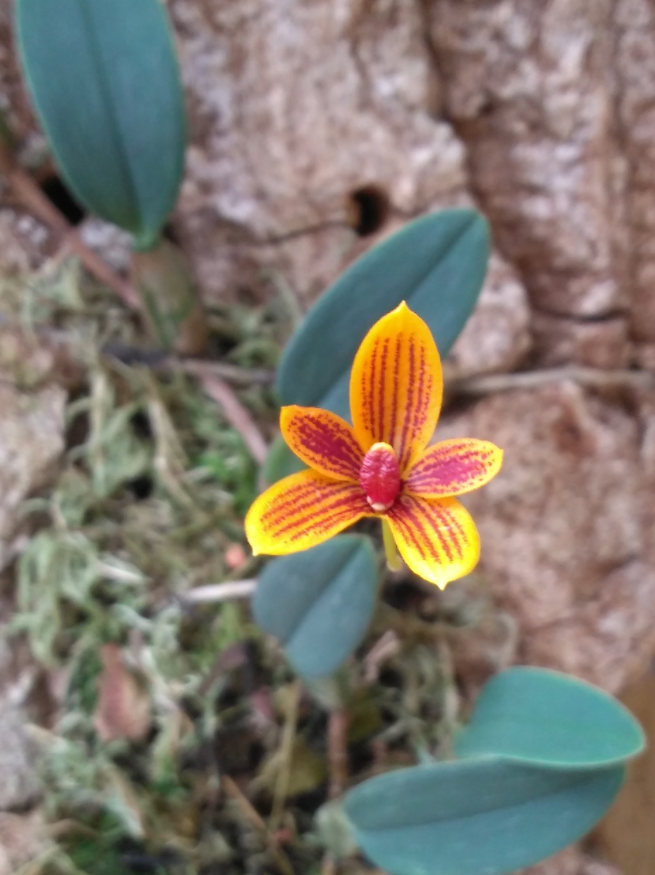 Bulbophyllum pardalotum - abril2020 (7)