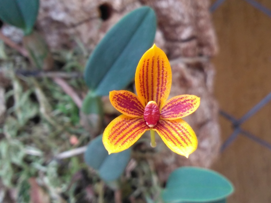 Bulbophyllum pardalotum - abril2020 (8)