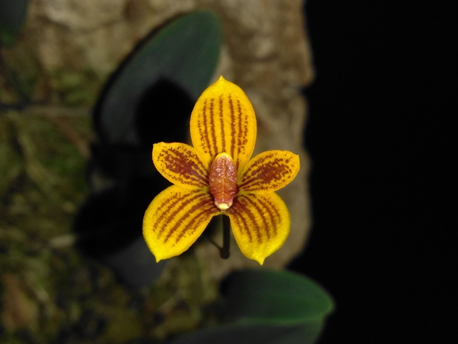 Bulbophyllum pardalotum - abril2020 (9)