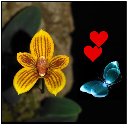 Bulbophyllum pardalotum - borboleta JPG
