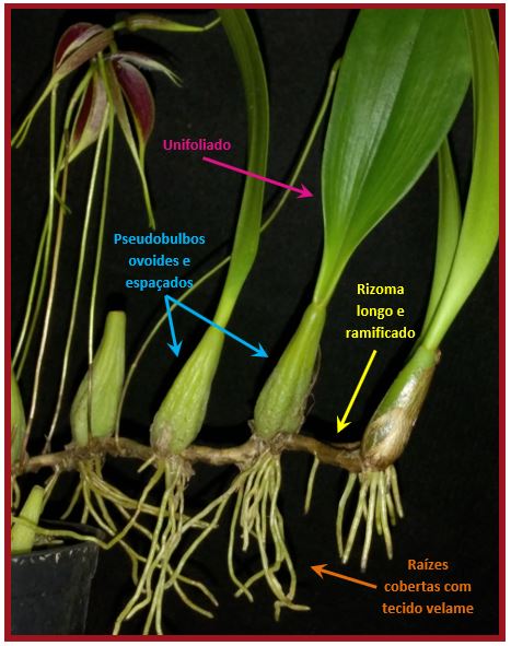 Bulbophyllum pardalotum - Bulbophyllum blumei JPG