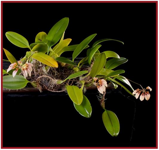 Bulbophyllum pardalotum - Bulbophyllum longiflorum JPG