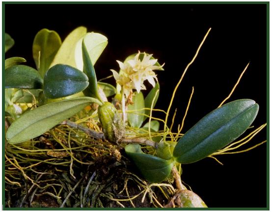 Bulbophyllum pardalotum - Bulbophyllum nutans JPG