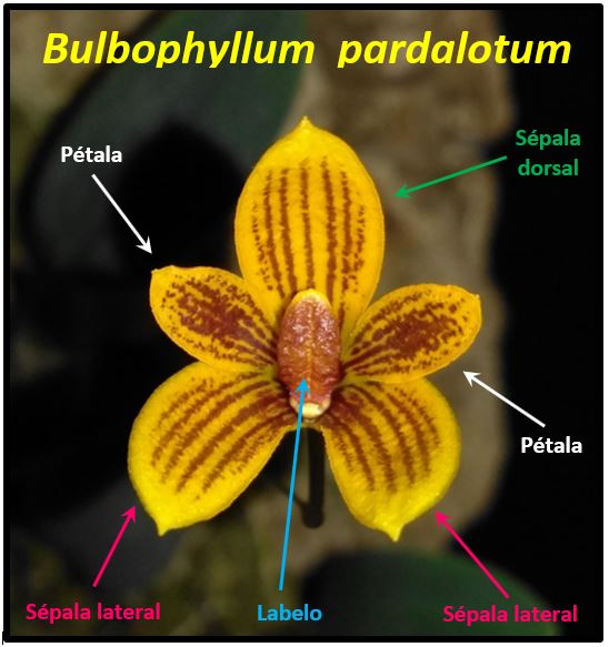 Bulbophyllum pardalotum - flor JPG
