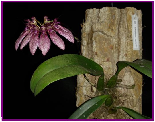 Bulbophyllum pardalotum - inflorescências 1