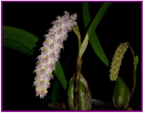 Bulbophyllum pardalotum - inflorescências 2