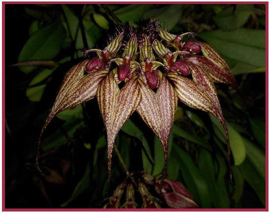 Bulbophyllum pardalotum - inflorescências 3