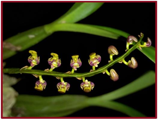 Bulbophyllum pardalotum - inflorescências 4