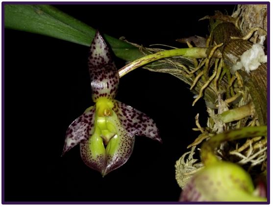 Bulbophyllum pardalotum - inflorescências 5