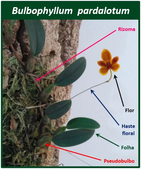 Bulbophyllum pardalotum - planta JPG