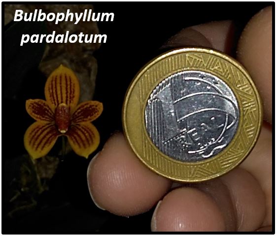 Bulbophyllum pardalotum - tamanho JPG