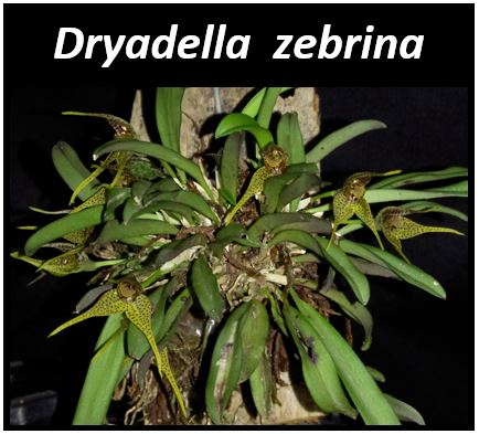 Acianthera strupifolia - Dryadella zebrina JPG