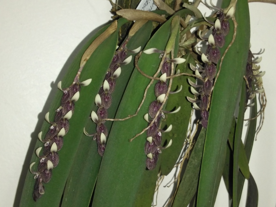 Acianthera strupifolia - fevereiro 2020 (12)