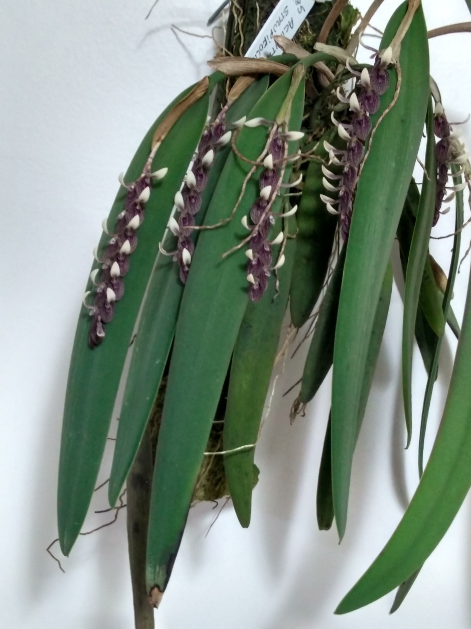 Acianthera strupifolia - fevereiro 2020 (13)
