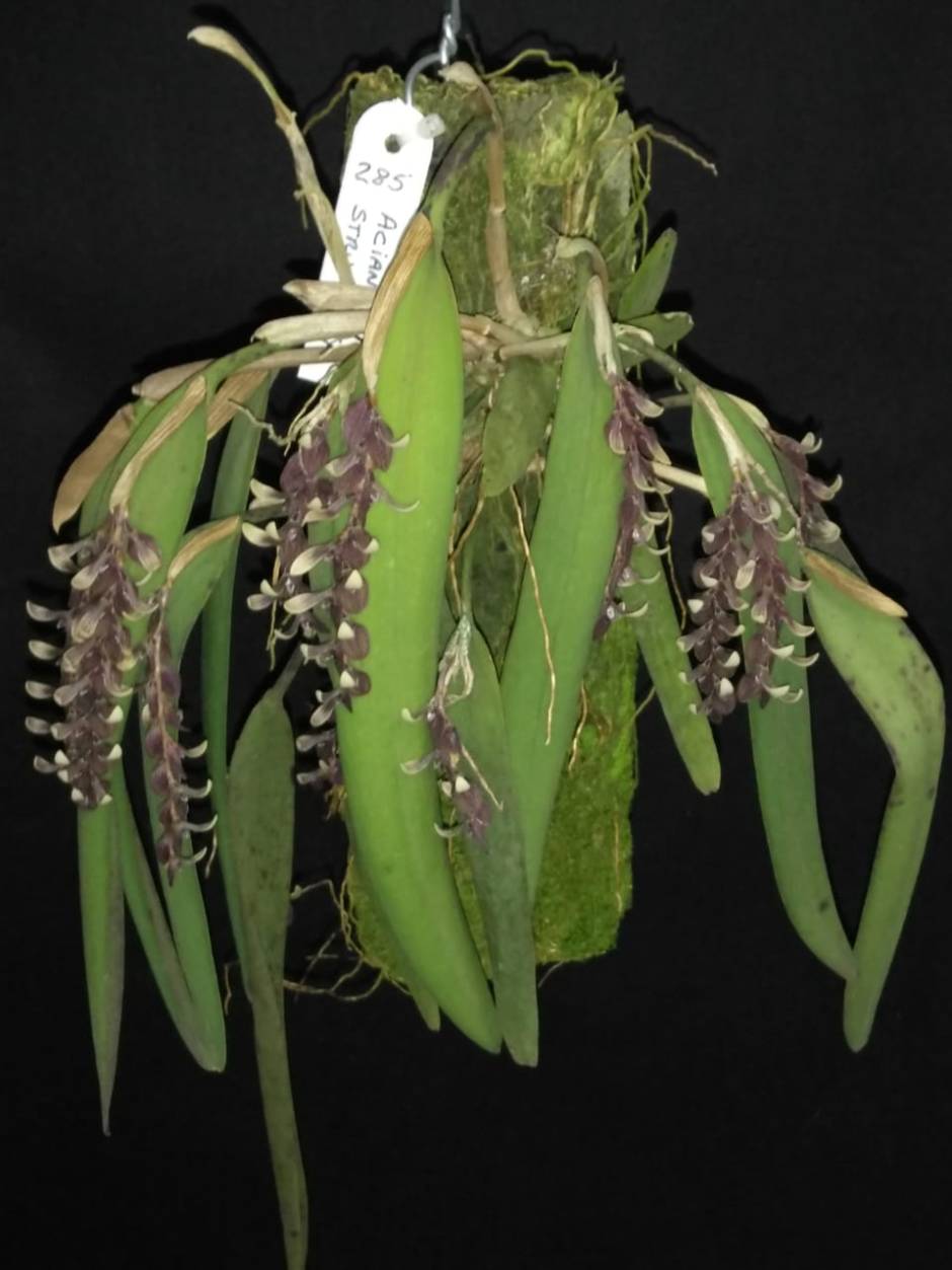 Acianthera strupifolia - fevereiro 2020 (15)